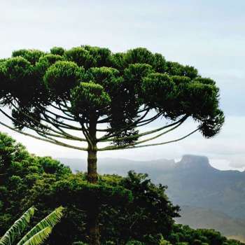 Brasil